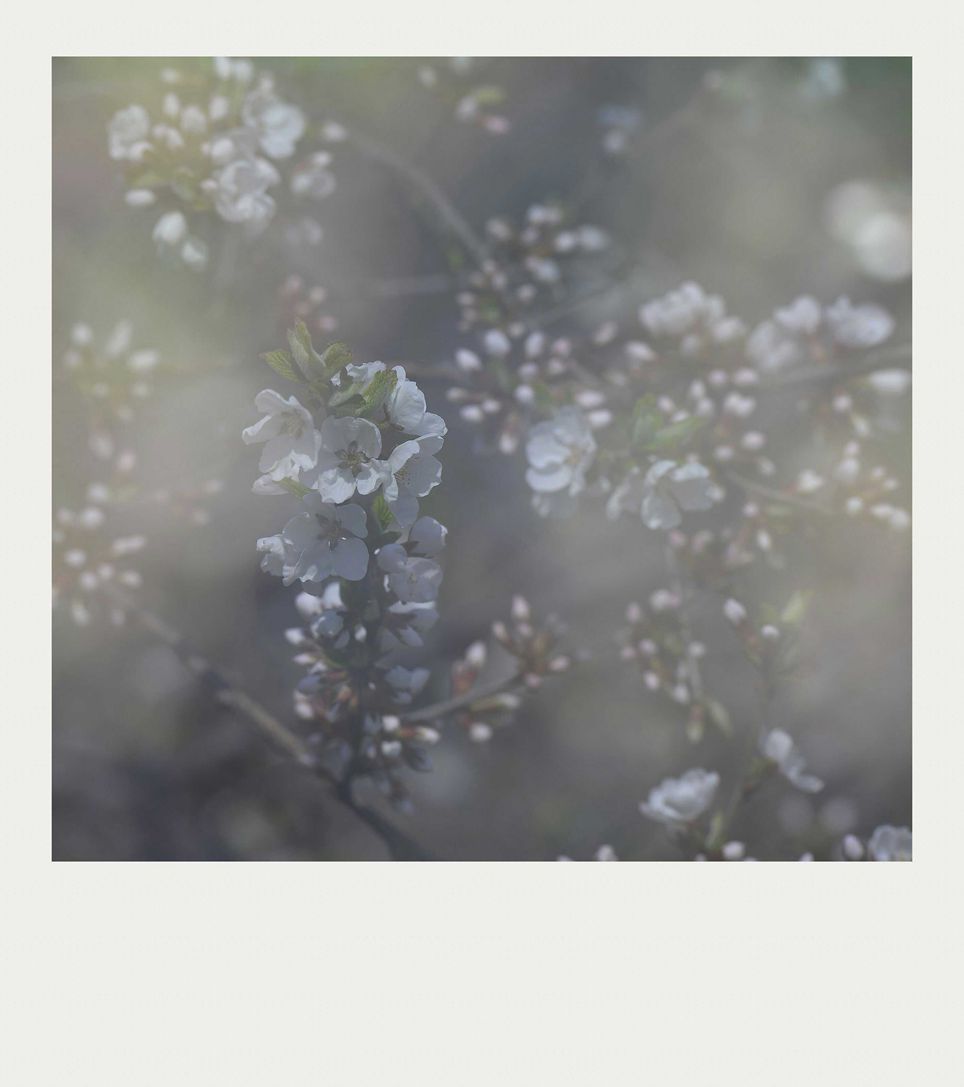 早春5