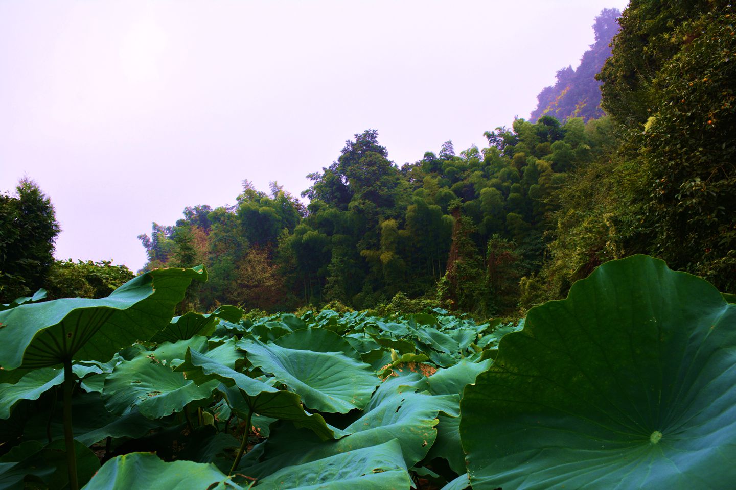 高山荷塘