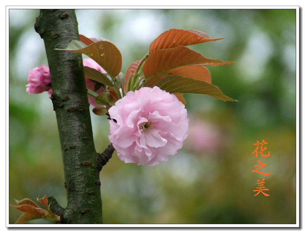 花之美