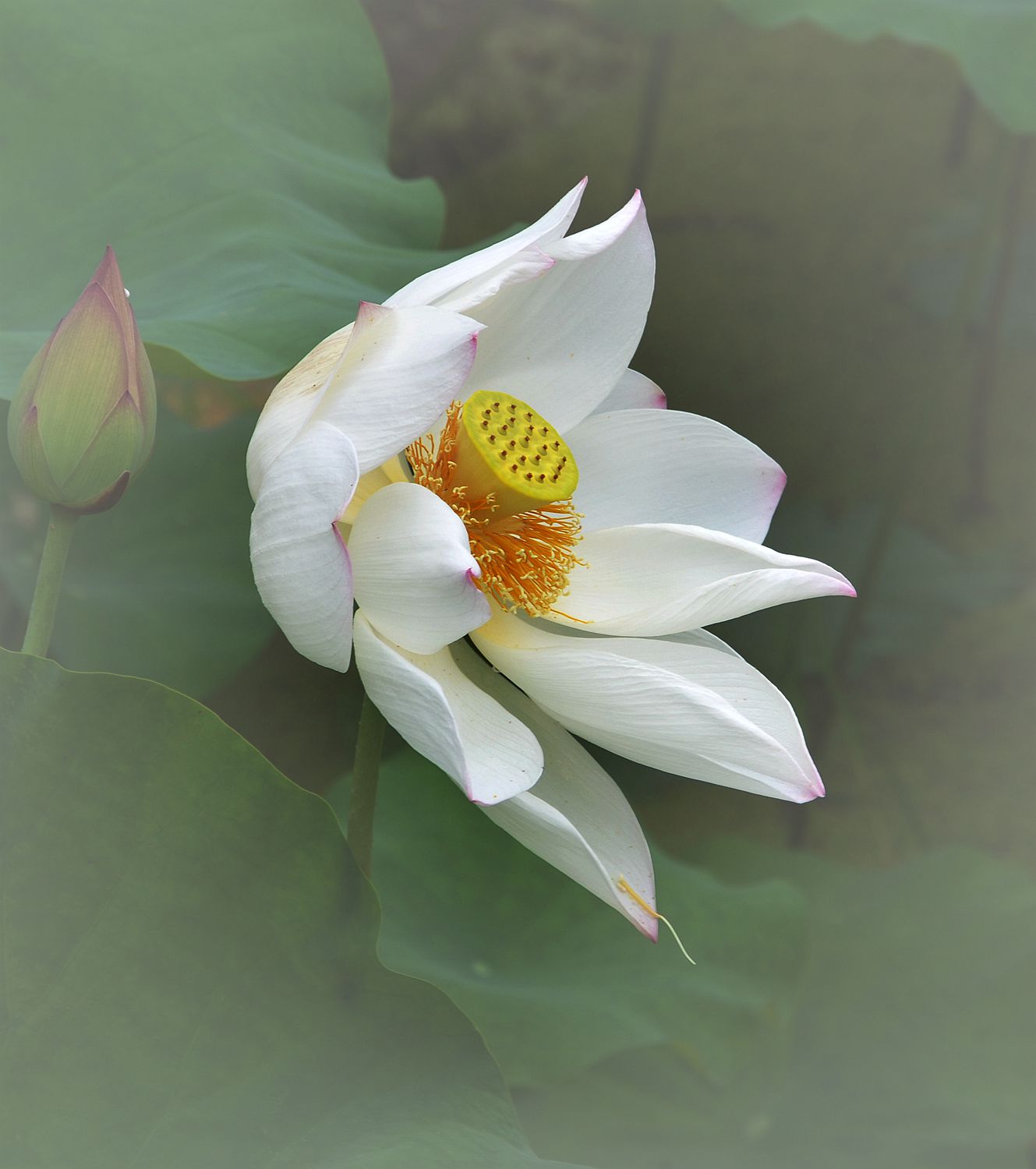 随风起舞