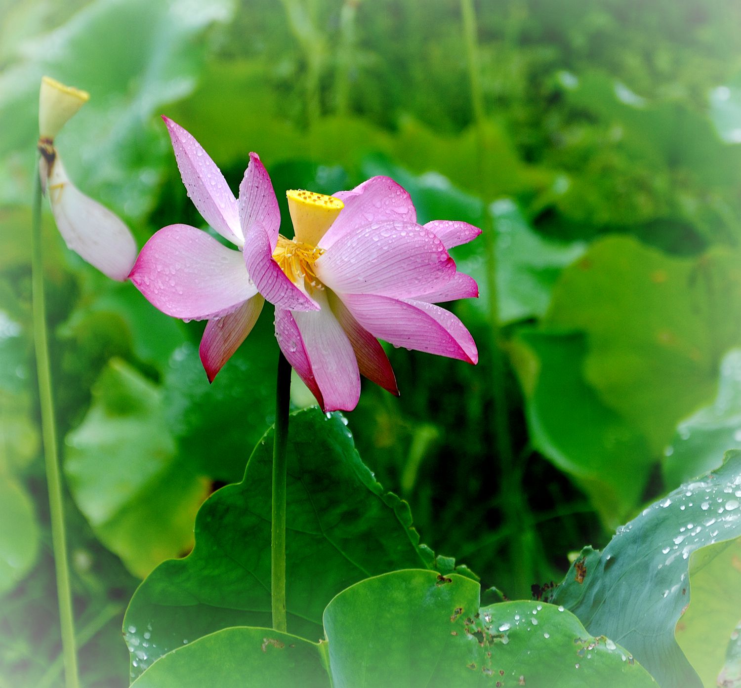 香清述情
