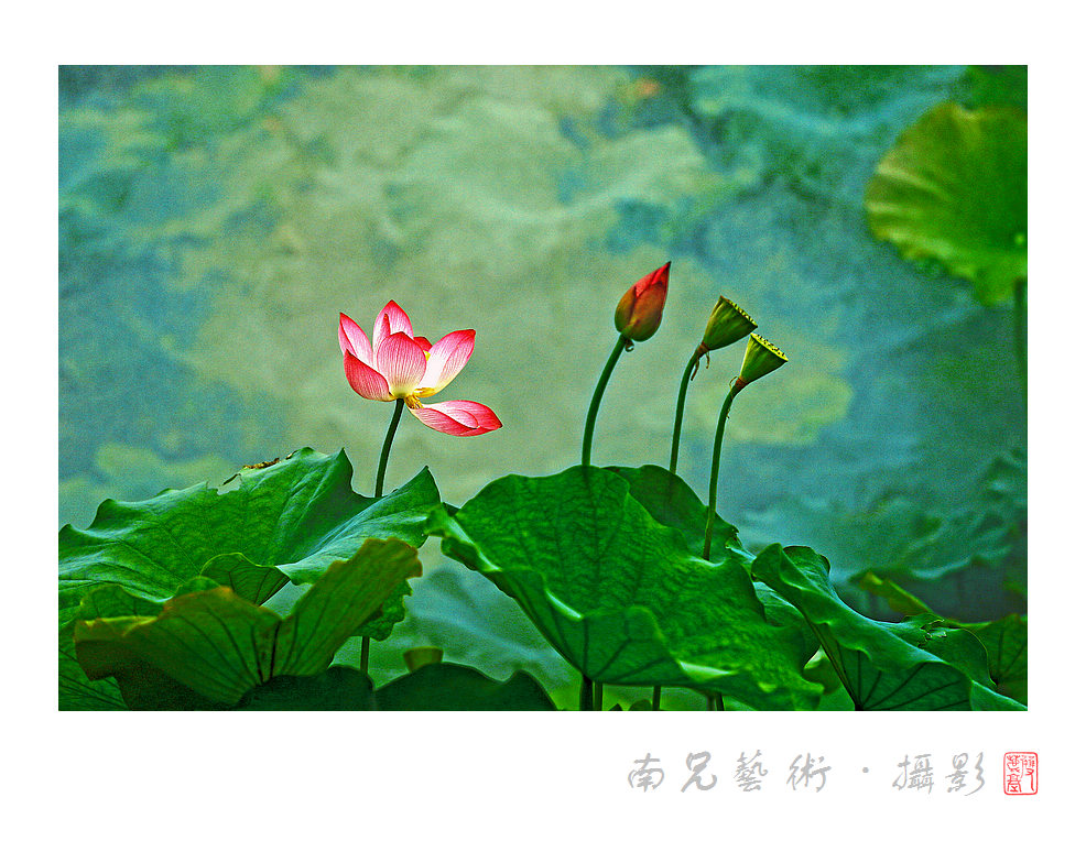雾里看花