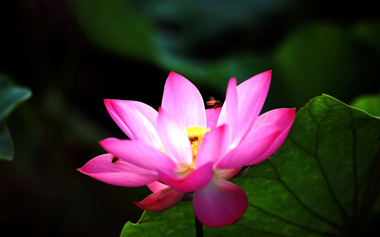 花韵1