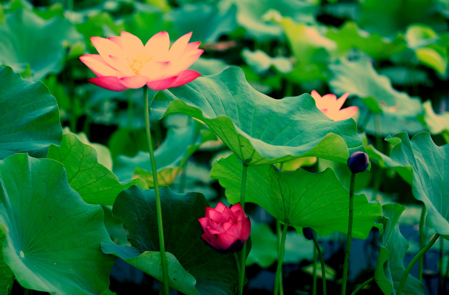 花韵2