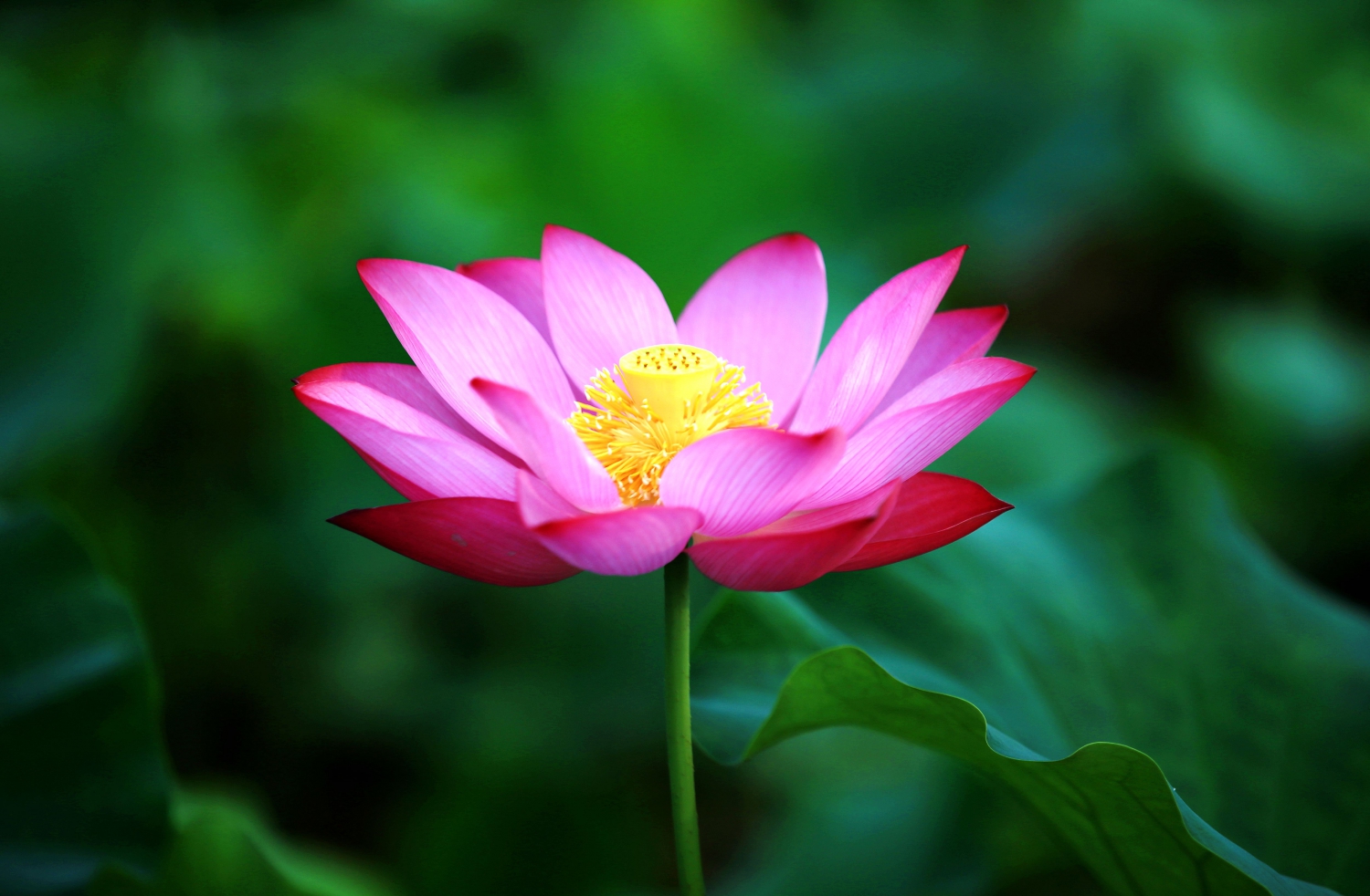 花韵3