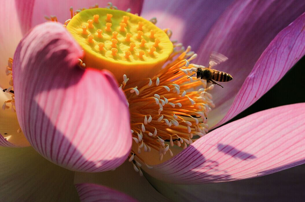 荷花盛开招蜂来