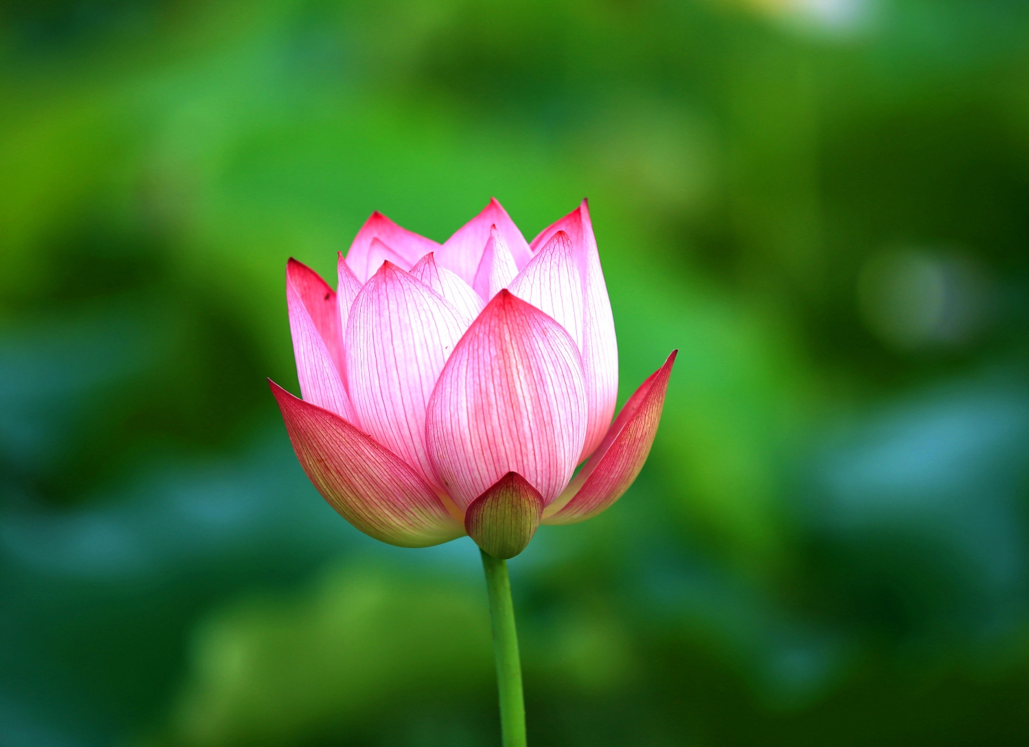 荷花韵2