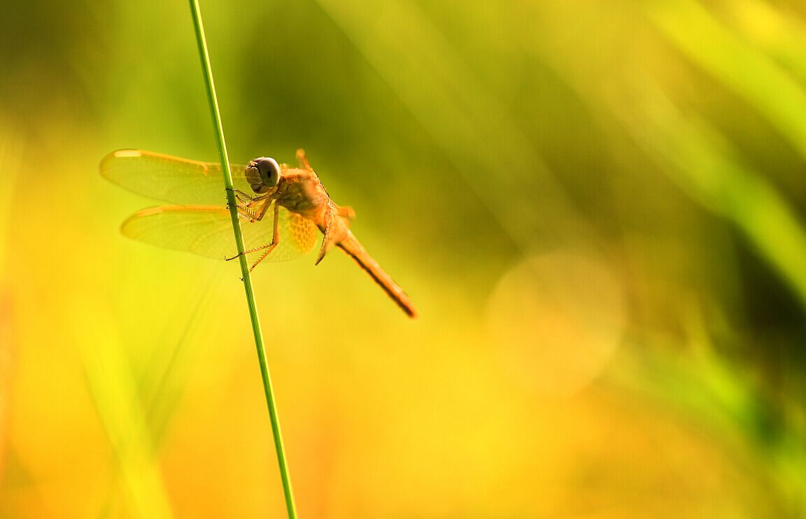 虫虫世界