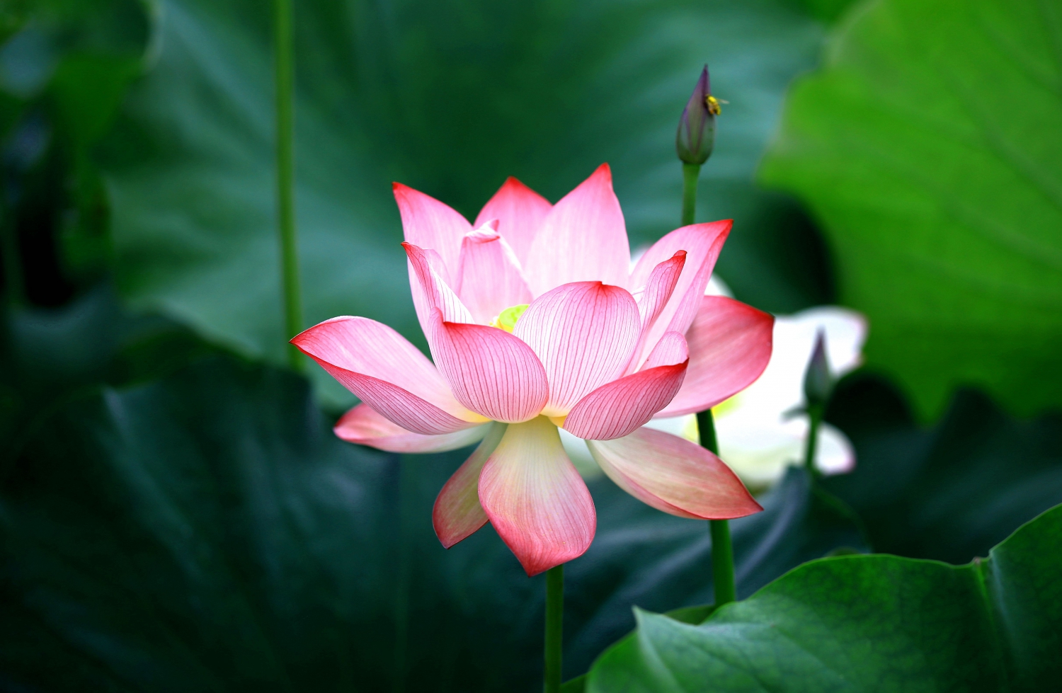 荷花韵1