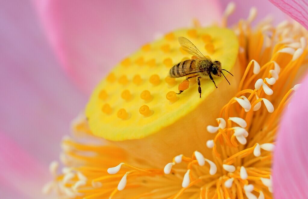蜂与花