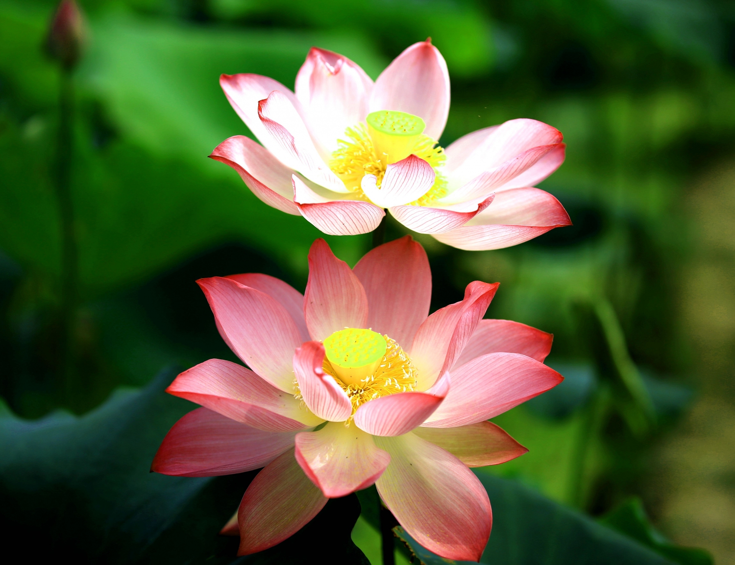 荷花韵6