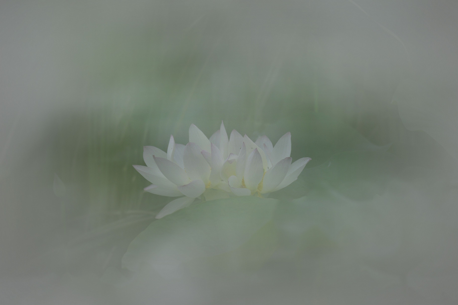 清风荷韵17
