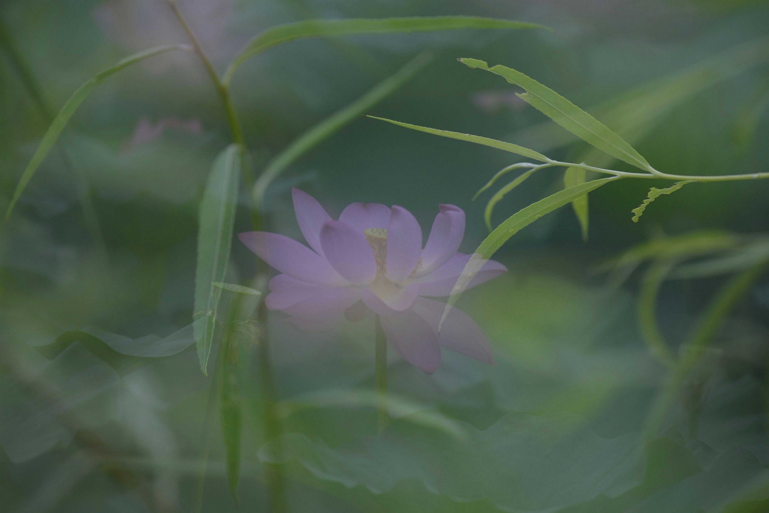 荷风雅韵