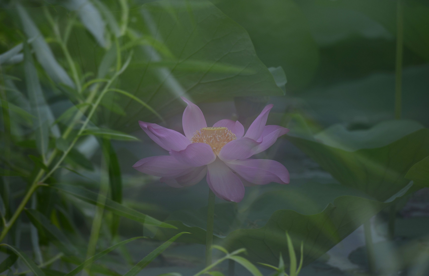 荷风雅韵13