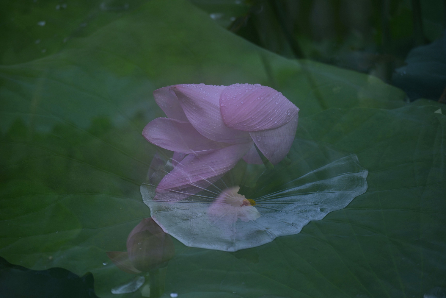 饮露