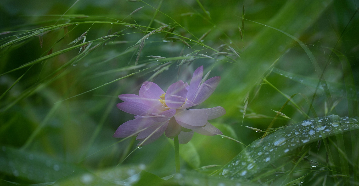 雨中荷-11