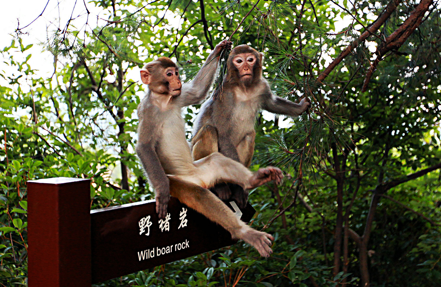 洋洋自得