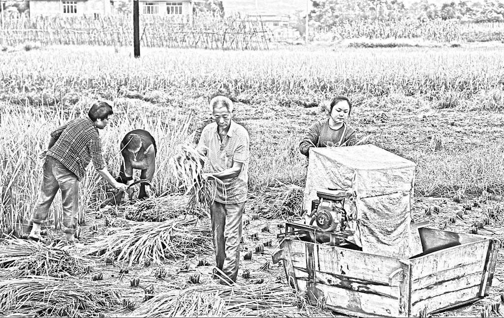 打谷时节