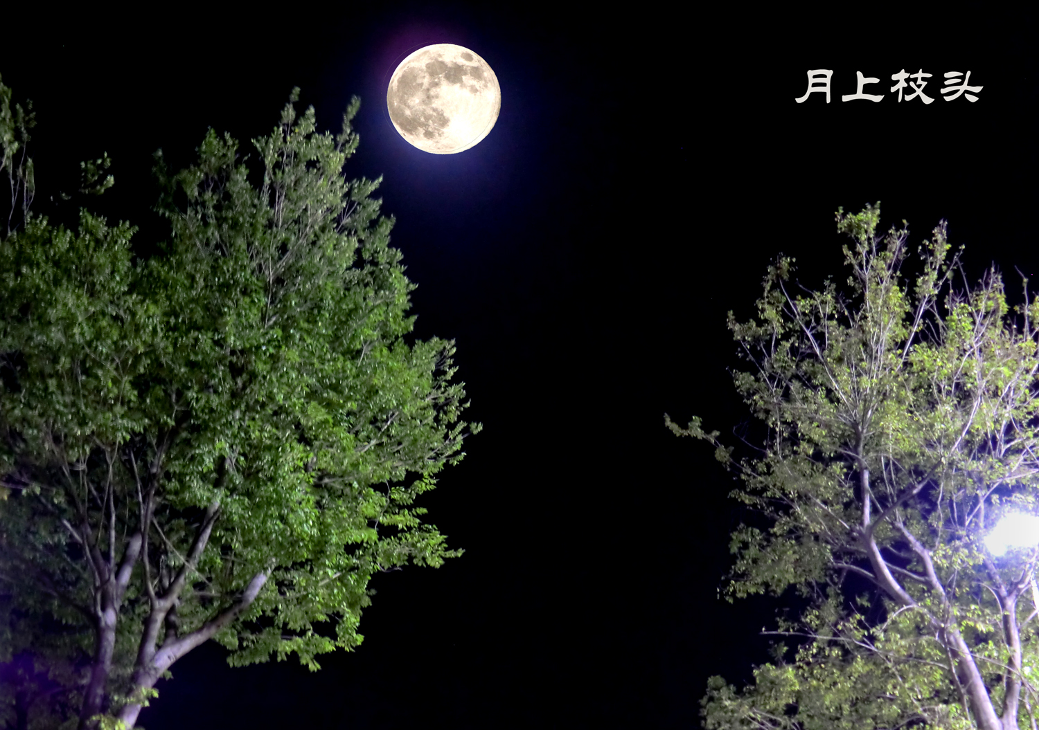 月上枝头