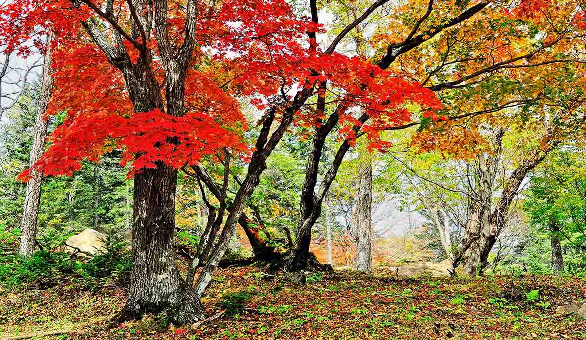 白山金秋