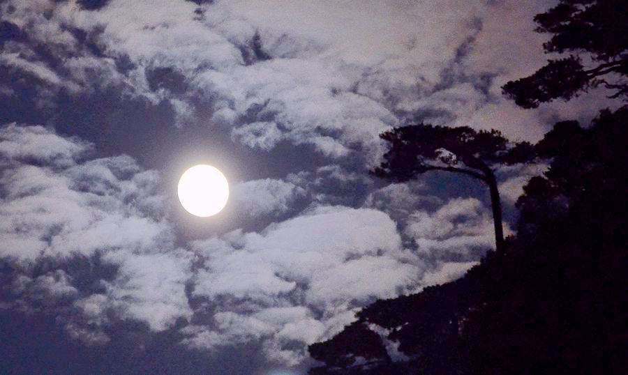 月照青松