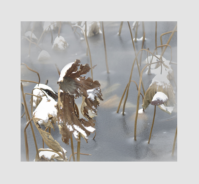 冰雪残荷