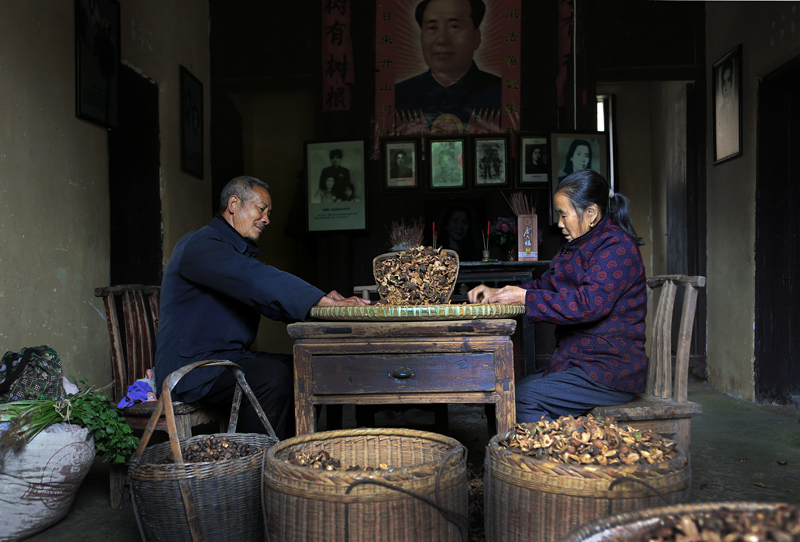 拣茶籽
