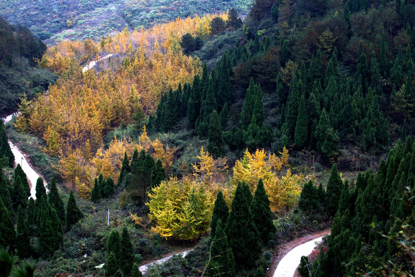 崇山黄