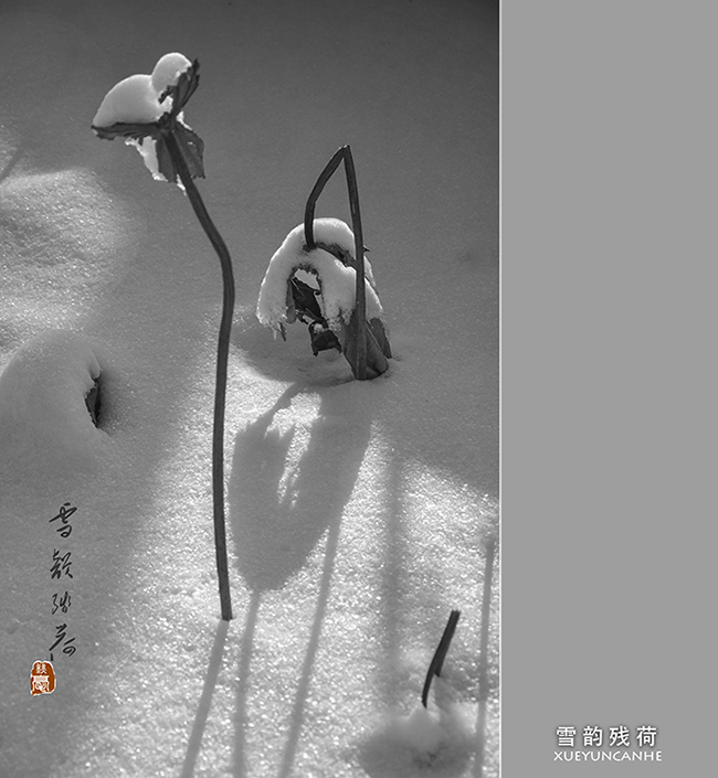 雪韵残荷
