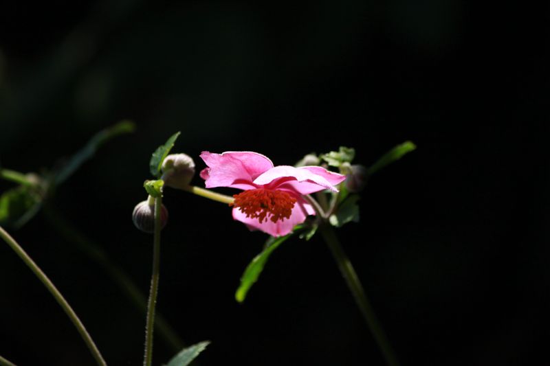 山中野花