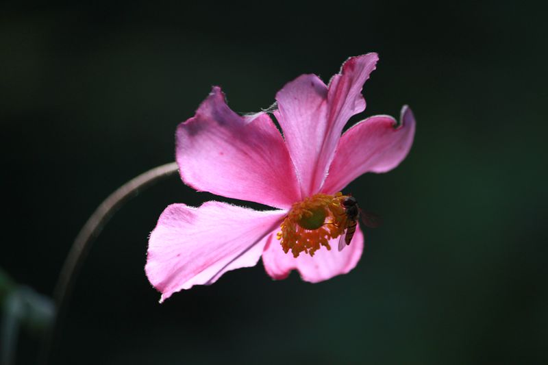 山中野花