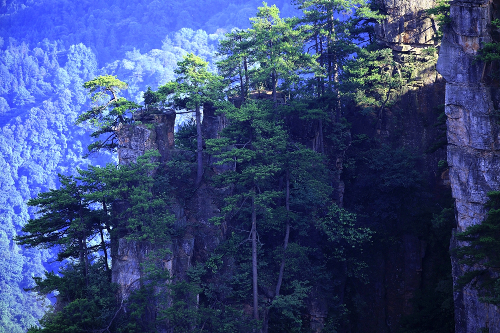 天子山·岩上青松