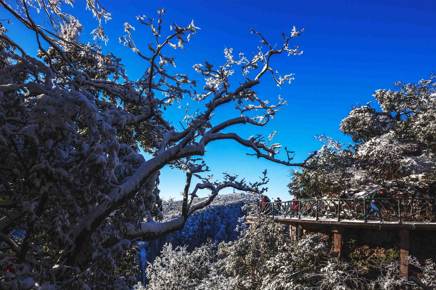玉树仙山