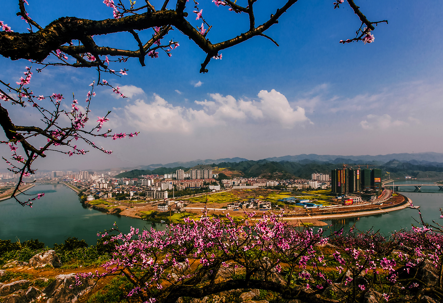 澧水河畔桃花红