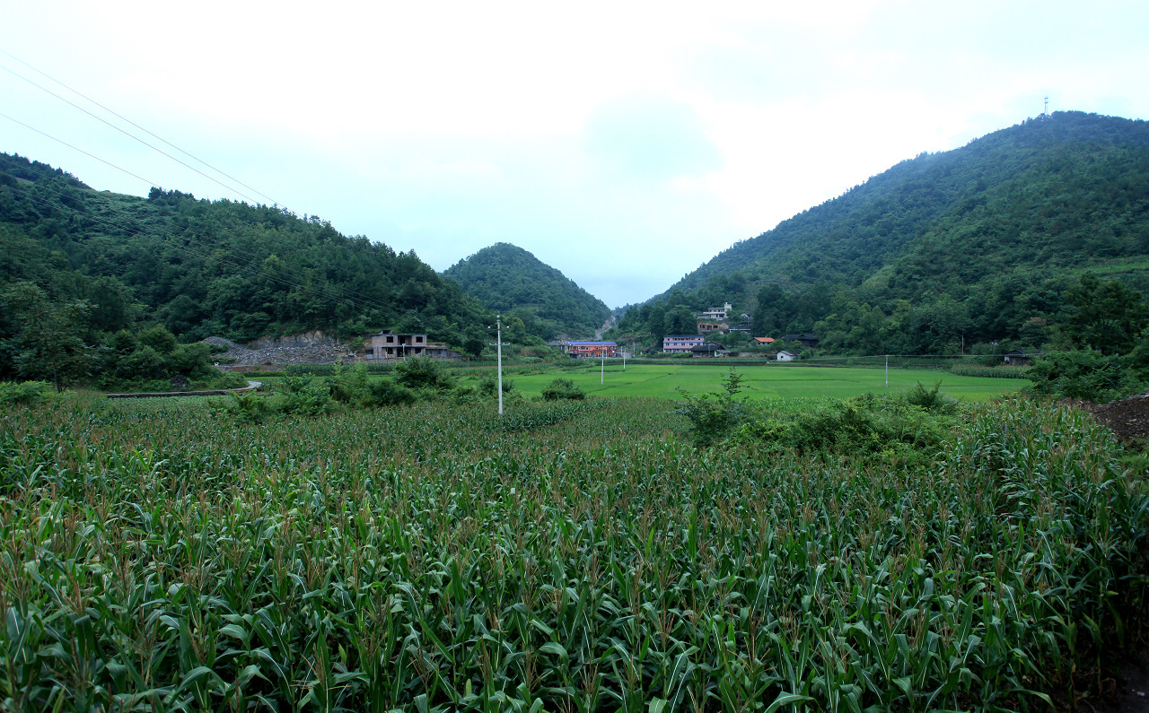 桑植县洪家官银杏塔村二年巨变组图一
