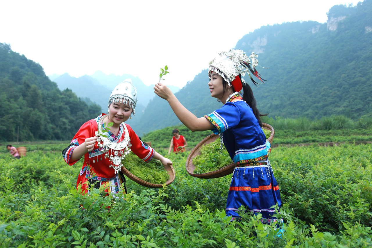 採莓茶 组图 三