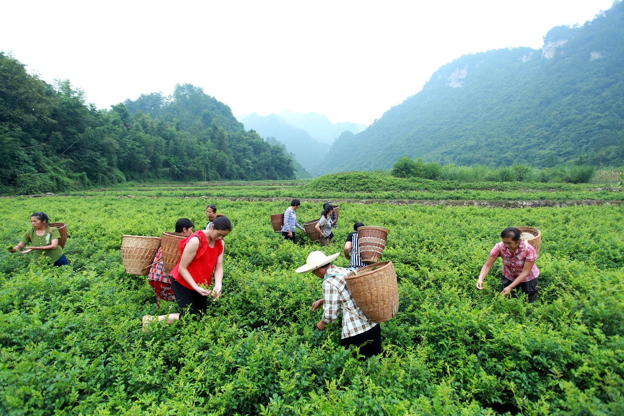 採莓茶 组图 二