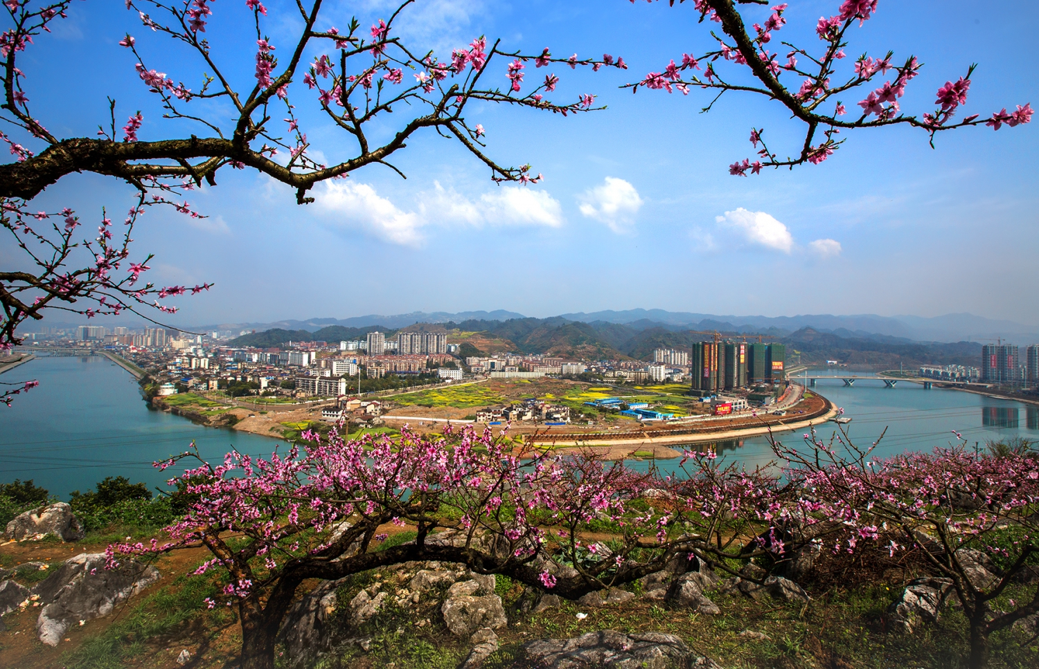 城市花海