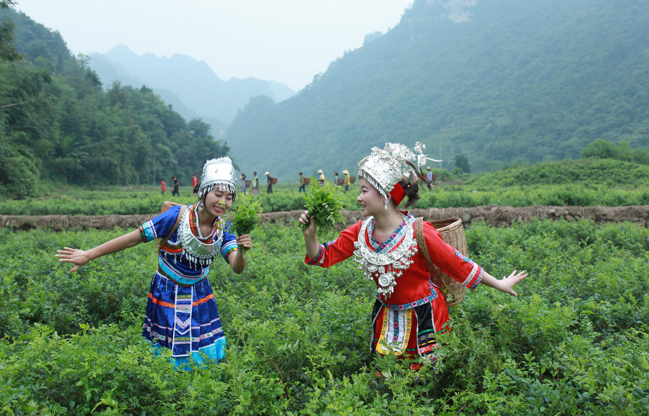 採莓茶 组图 一