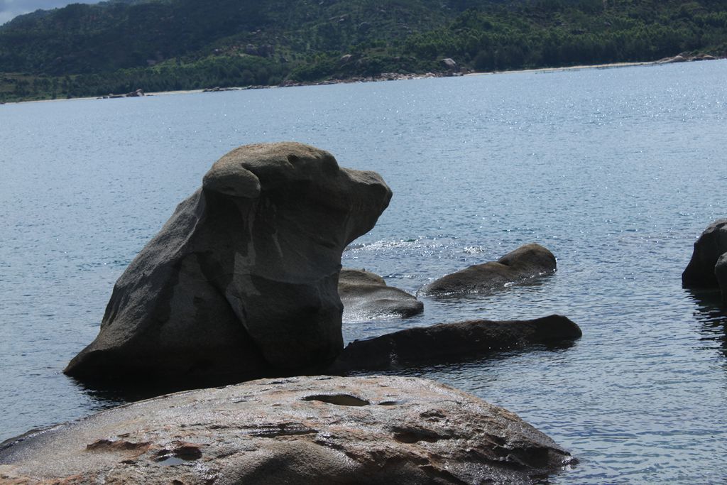 海狗