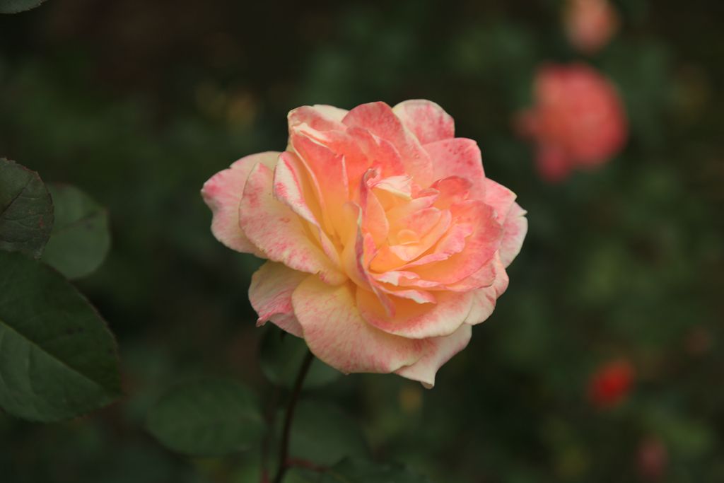 玫瑰花儿开