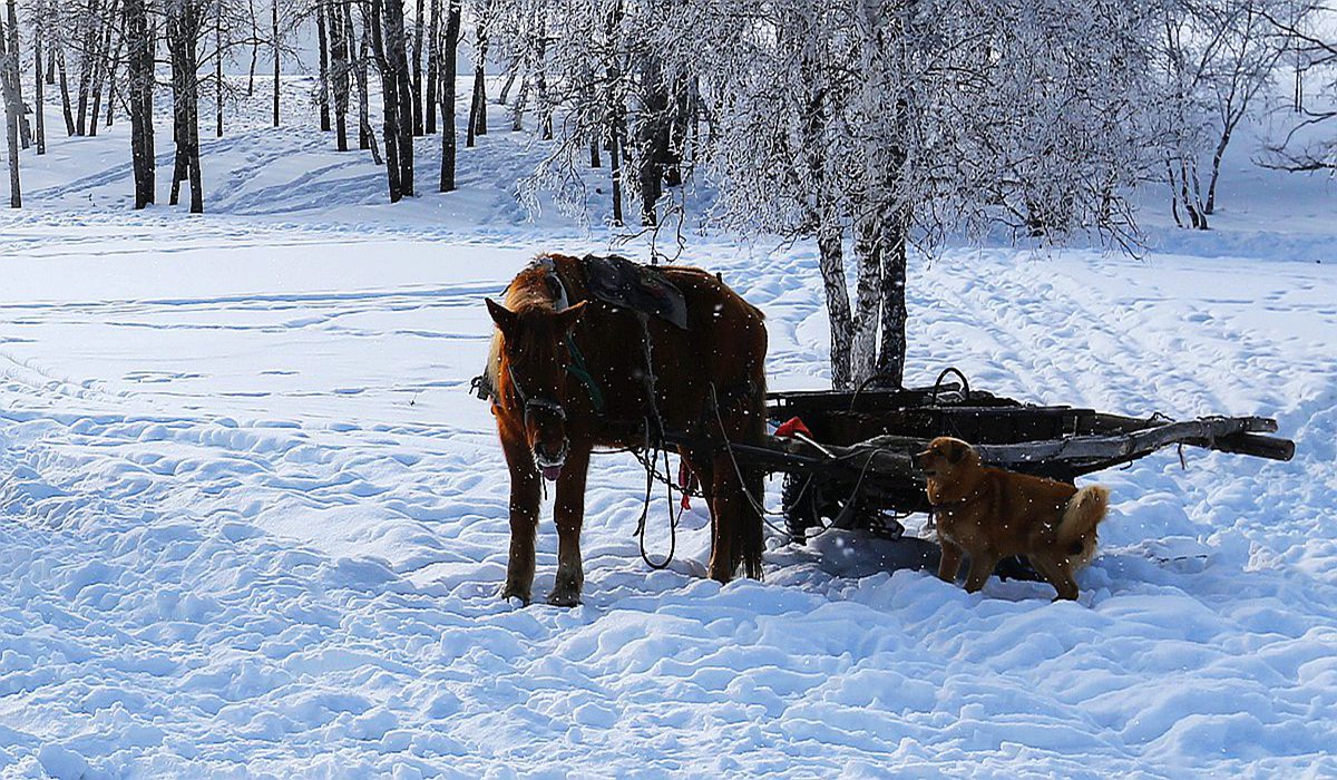 雪域风情----坝上