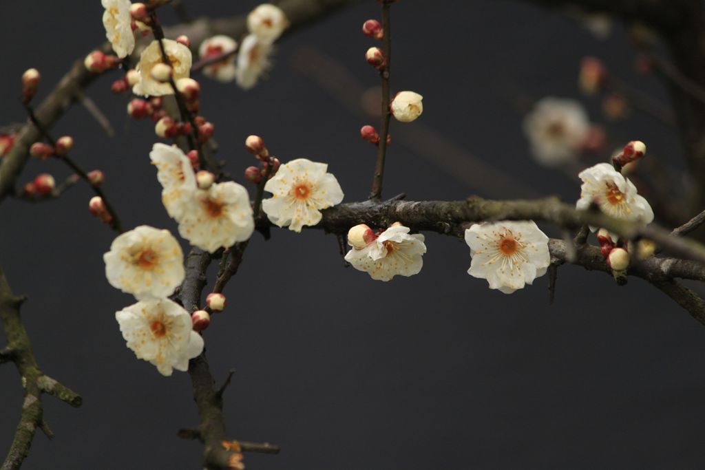 寒梅花儿开