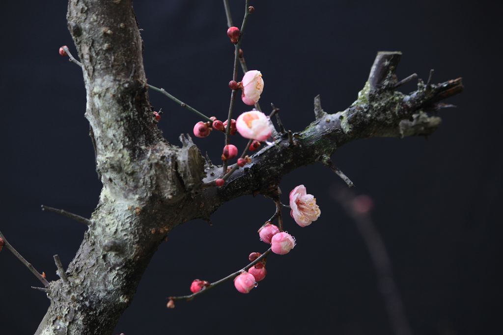 红梅花儿开