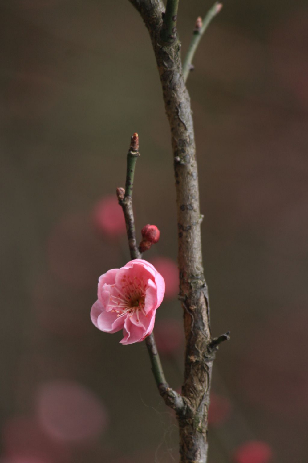 红梅花儿开