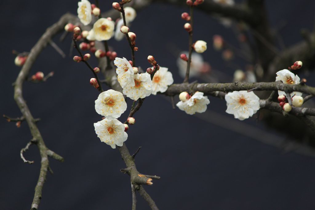 寒梅花儿开