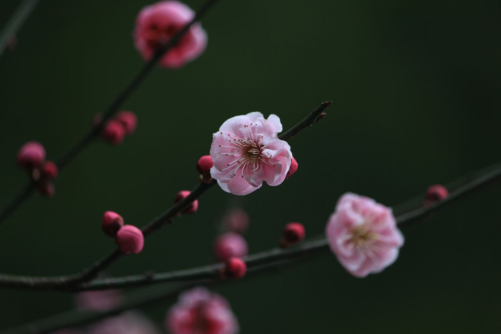 红梅花儿开