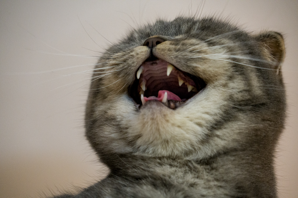 猫咪也会笑