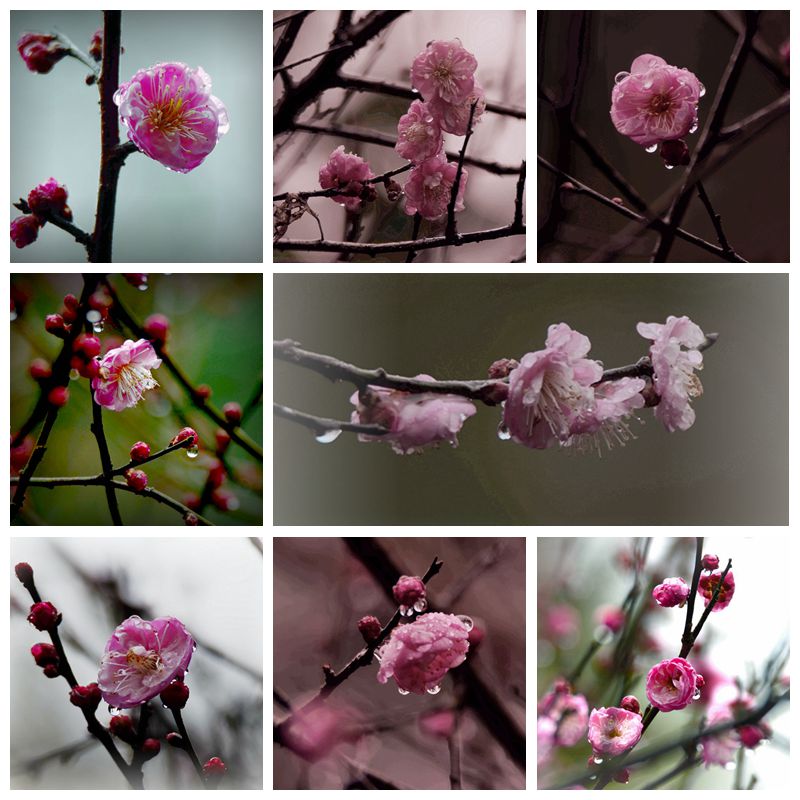花魁传春
