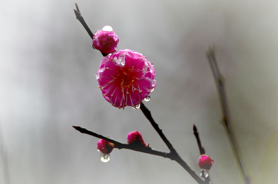 冰清玉洁